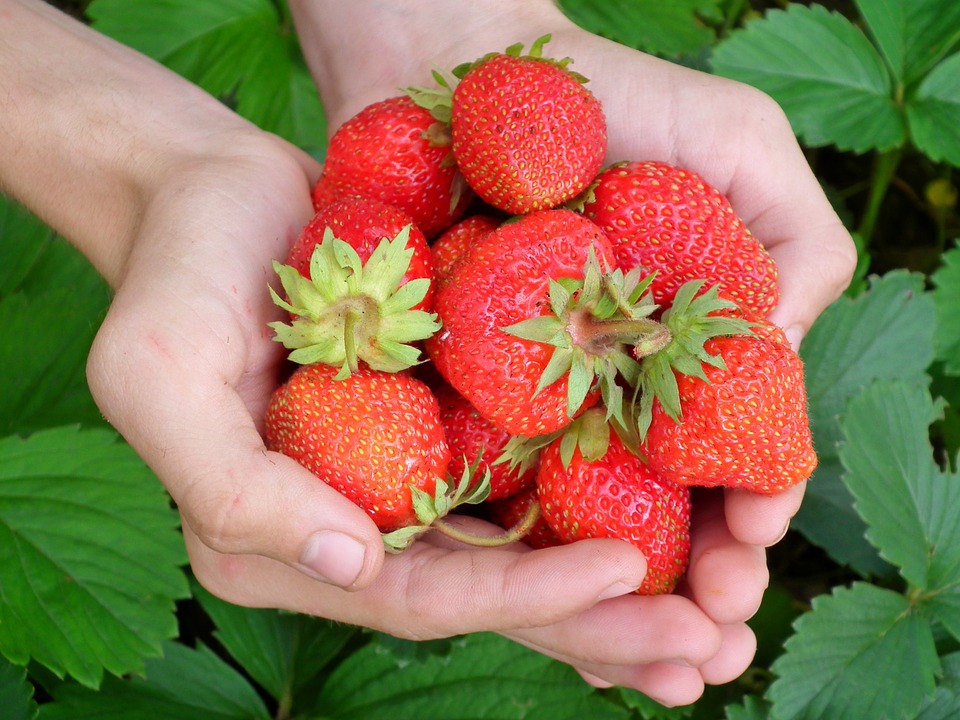Händer som håller i färska röda jordgubbar