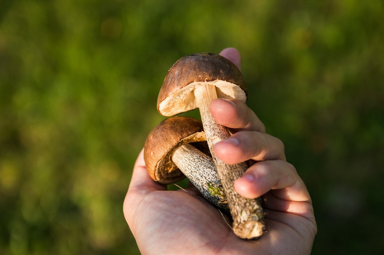 Två svampar med vita fötter bruna hattar, ligger i en hand.