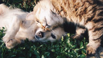 En hund och en katt ligger på en gräsmatta. De trycker sina huvud mot varandra och ser väldigt gosiga ut.