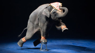 En elefant står och balanserar på en liten pall. Den har en fot på pallen och de andra i luften. Den har ett färgglatt tygstycke i pannan och färgglada band runt fötterna.