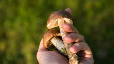 En hand håller två stycken svampar.
