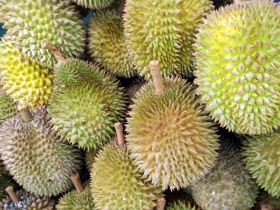 Taggiga gröna durian frukter