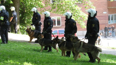Poliser står uppradade på en gräsmatta och håller i sina polishundar.
