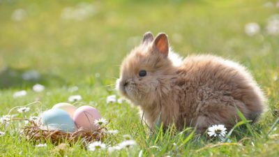 En kanin sitter ute i gräset. Solen lyser och framför kaninen ligger ett litet fågelbo med färgglada ägg.