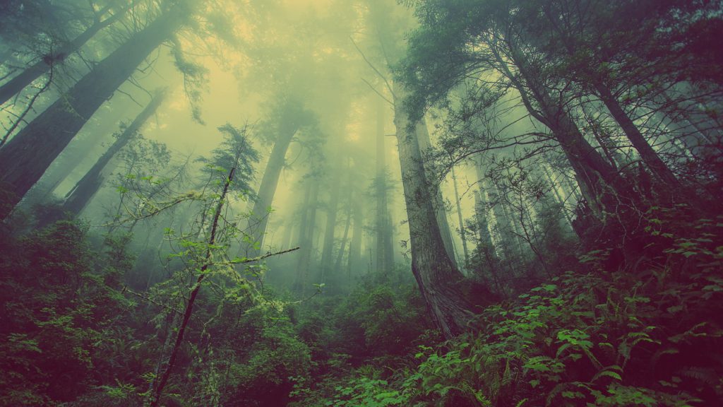 Bild på en mystisk skog. Det är lite dimmigt och trädtopparna täcker det knappa ljuset från solen. Det är lummigt och mycket friska blad.