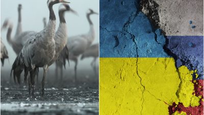Tranor och Ukrainas och Rysslands flaggor.