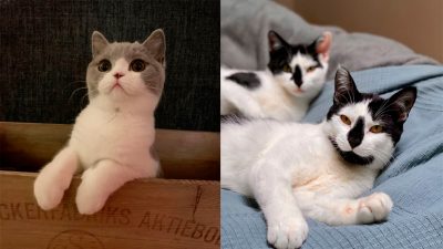 Bilder på tre katter