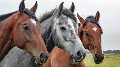 Närbild på tre hästar